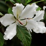 White Orchid Tree (Bauhinia Variegata alba) 20 seeds