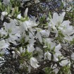 White Orchid Tree (Bauhinia Variegata alba) 20 seeds