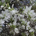 White Orchid Tree (Bauhinia Variegata alba) 5 seeds
