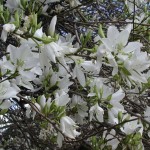 White Orchid Tree (Bauhinia Variegata alba) 20 seeds