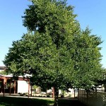 White Orchid Tree (Bauhinia Variegata alba) 20 seeds