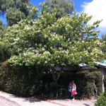 White Orchid Tree (Bauhinia Variegata alba) 20 seeds