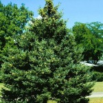 White Spruce (Picea Glauca) 15 seeds