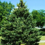 White Spruce (Picea Glauca) 5 seeds