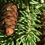 White Spruce (Picea Glauca) 5 seeds