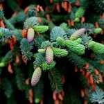White Spruce (Picea Glauca) 5 seeds