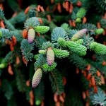 White Spruce (Picea Glauca) 15 seeds