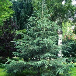 White Spruce (Picea Glauca) 30 seeds