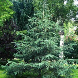 White Spruce (Picea Glauca) 15 seeds