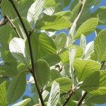 Whitebeam Mountain Ash (Sorbus Aria) 5 seeds