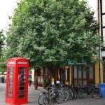 Whitebeam Mountain Ash (Sorbus Aria) 5 seeds