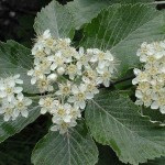 Whitebeam Mountain Ash (Sorbus Aria) 5 seeds