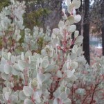 Whiteleaf Manzanita (Arctostaphylos Viscida) 10 seeds