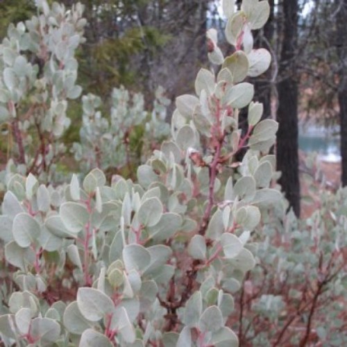 Whiteleaf Manzanita (Arctostaphylos Viscida) 25 seeds