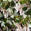 Whiteleaf Manzanita (Arctostaphylos Viscida) 10 seeds