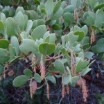 Whiteleaf Manzanita (Arctostaphylos Viscida) 5 seeds