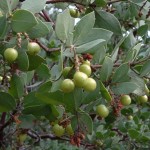 Whiteleaf Manzanita (Arctostaphylos Viscida) 25 seeds