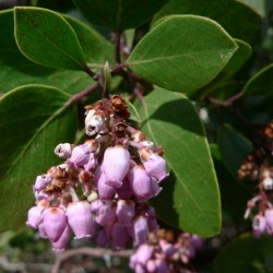 Whiteleaf Manzanita (Arctostaphylos Viscida) 5 seeds