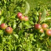 Wild Crab Apple (Malus Sylvestris) 20 seeds