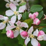 Wild Crab Apple (Malus Sylvestris) 5 seeds