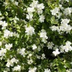 Wild Mock Orange (Philadelphus Lewisii) 30 seeds