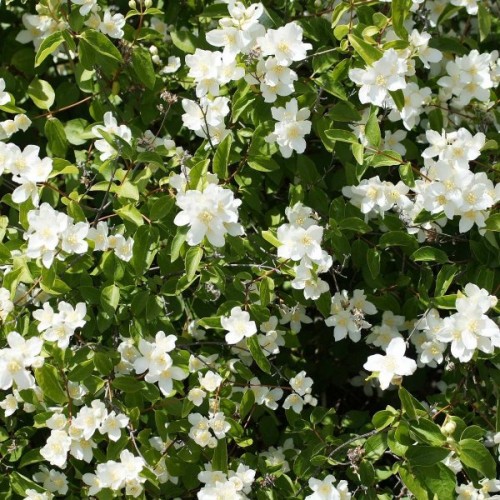 Wild Mock Orange (Philadelphus Lewisii) 60 seeds