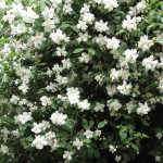 Wild Mock Orange (Philadelphus Lewisii) 120 seeds