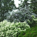 Wild Mock Orange (Philadelphus Lewisii) 60 seeds