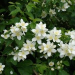 Wild Mock Orange (Philadelphus Lewisii) 30 seeds