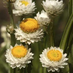 Winged stemmed daisy (Ammobium Alatum) 100 seeds