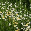 Winged stemmed daisy (Ammobium Alatum) 100 seeds
