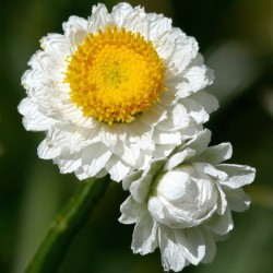 Winged stemmed daisy (Ammobium Alatum) 100 seeds