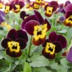 Winter Pansy (Viola Cornuta) 20 seeds
