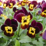Winter Pansy (Viola Cornuta) 50 seeds