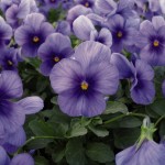 Winter Pansy (Viola Cornuta) 100 seeds