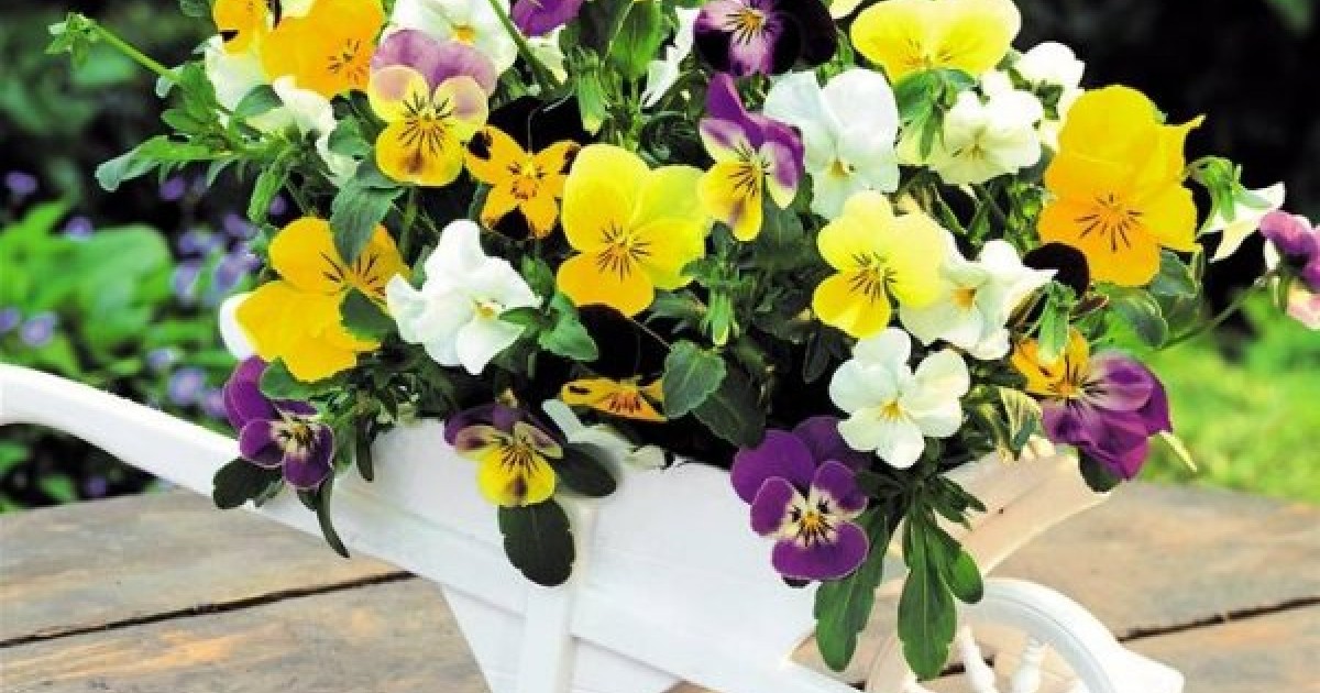 Buy Winter Pansy (Viola Cornuta) 200 seeds online Seeds HobbySeeds Store