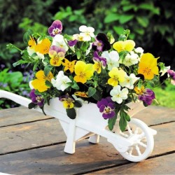 Winter Pansy (Viola Cornuta) 50 seeds