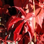 Woodbine Creeper (Parthenocissus Vitacea Inserta) 25 seeds