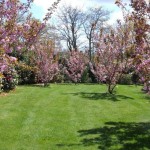 Yamazakura - Sakura (Prunus Serrulata Spontanea) 5 seeds