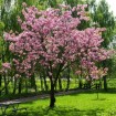Yamazakura - Sakura (Prunus Serrulata Spontanea) 30 seeds