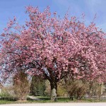 Yamazakura - Sakura (Prunus Serrulata Spontanea) 10 seeds