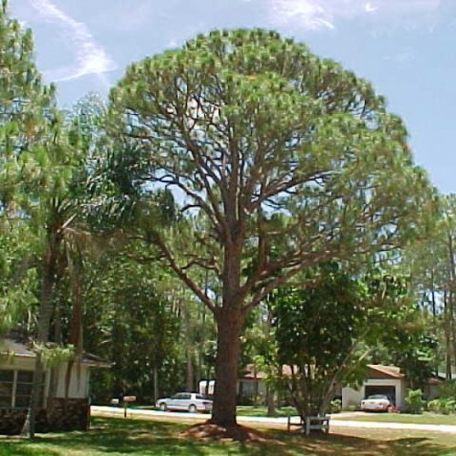 Yellow Slash Pine (Pinus Elliottii) 20 seeds