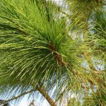 Yellow Slash Pine (Pinus Elliottii) 20 seeds