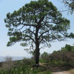 Yellow Slash Pine (Pinus Elliottii) 10 seeds