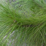 Yellow Slash Pine (Pinus Elliottii) 10 seeds