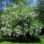 Yellowwood (Cladrastis Lutea) 3 seeds