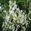 Yellowwood (Cladrastis Lutea) 60 seeds