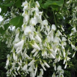 Yellowwood (Cladrastis Lutea) 3 seeds