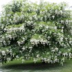 Yellowwood (Cladrastis Lutea) 30 seeds