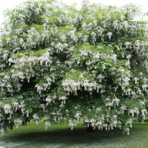 Yellowwood (Cladrastis Lutea) 30 seeds